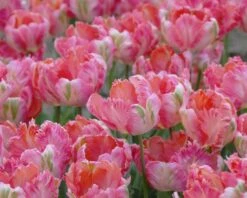 Tulip 'Apricot Parrot' -Beauty Flowers Shop tulip apricot parrot 2