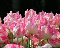 Tulip 'Apricot Parrot' -Beauty Flowers Shop tulip apricot parrot 2 ee02c13a 90b6 469c 9227 ab4c5aba0130