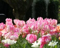 Tulip 'Apricot Parrot' -Beauty Flowers Shop tulip apricot parrot 3 628ec604 a443 4e7c 8160 dab76c0e244a