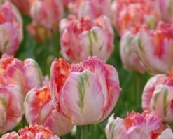 Tulip 'Apricot Parrot' -Beauty Flowers Shop tulip apricot parrot 4
