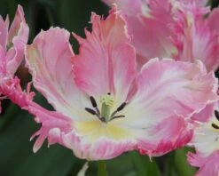 Tulip 'Apricot Parrot' -Beauty Flowers Shop tulip apricot parrot 5