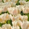 Tulip 'Apricot Pride' 1 Tulip 'Apricot Pride' -Beauty Flowers Shop tulip apricot pride 0