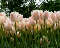 Tulip 'Apricot Pride' 10 Tulip 'Apricot Pride' -Beauty Flowers Shop tulip apricot pride 3
