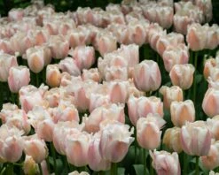 Tulip 'Apricot Pride' 12 Tulip 'Apricot Pride' -Beauty Flowers Shop tulip apricot pride 4