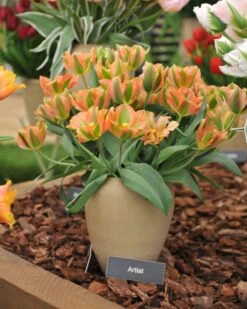 Tulip 'Artist' 14 Tulip 'Artist' -Beauty Flowers Shop tulip artist 1