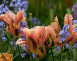 Tulip 'Artist' 16 Tulip 'Artist' -Beauty Flowers Shop tulip artist 2