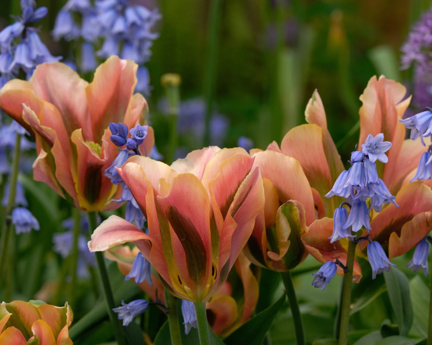 Tulip 'Artist' 8 Tulip 'Artist' - Image 6