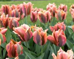 Tulip 'Artist' 18 Tulip 'Artist' -Beauty Flowers Shop tulip artist 6