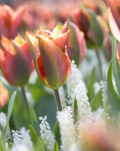 Tulip 'Artist' 19 Tulip 'Artist' -Beauty Flowers Shop tulip artist 9