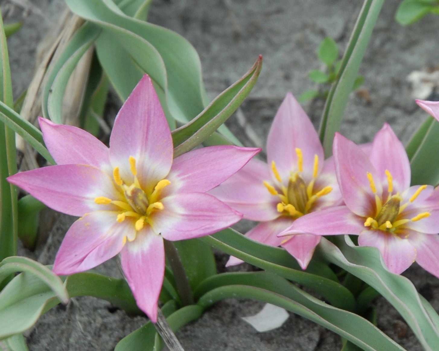 Tulip Aucheriana 4 Tulip Aucheriana - Image 2