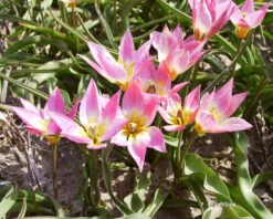 Tulip Aucheriana 15 Tulip Aucheriana -Beauty Flowers Shop tulip aucheriana 5