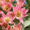 Tulip Aucheriana 2 Tulip Aucheriana -Beauty Flowers Shop tulip aucheriana 6