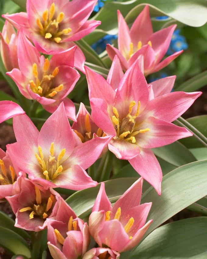 Tulip Aucheriana 3 Tulip Aucheriana