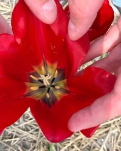 Tulip Aximensis 13 Tulip Aximensis -Beauty Flowers Shop tulip aximensis 0