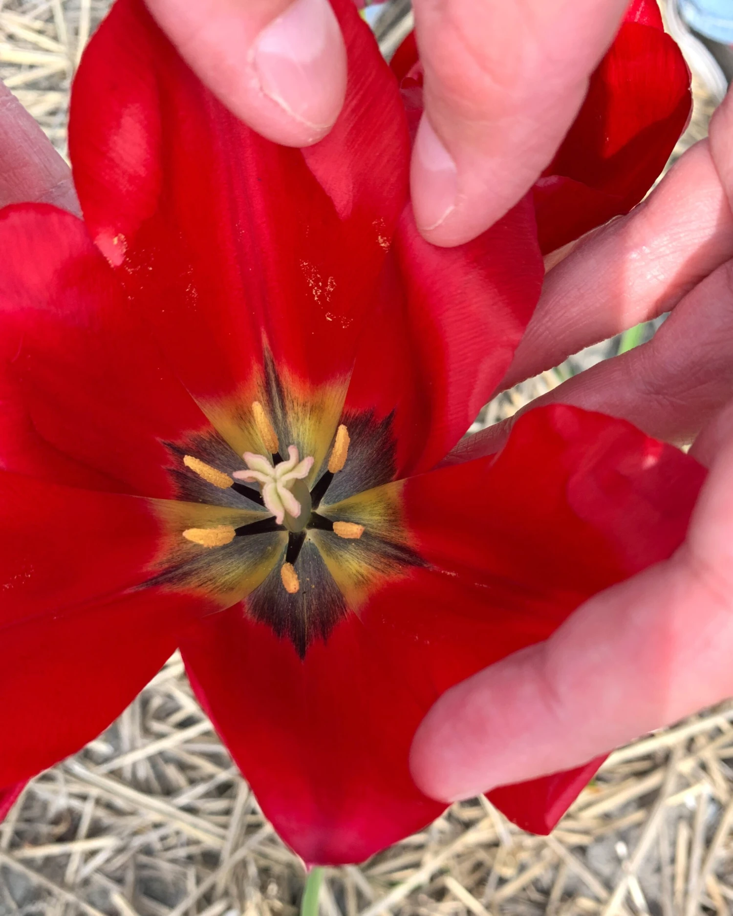 Tulip Aximensis 5 Tulip Aximensis - Image 3