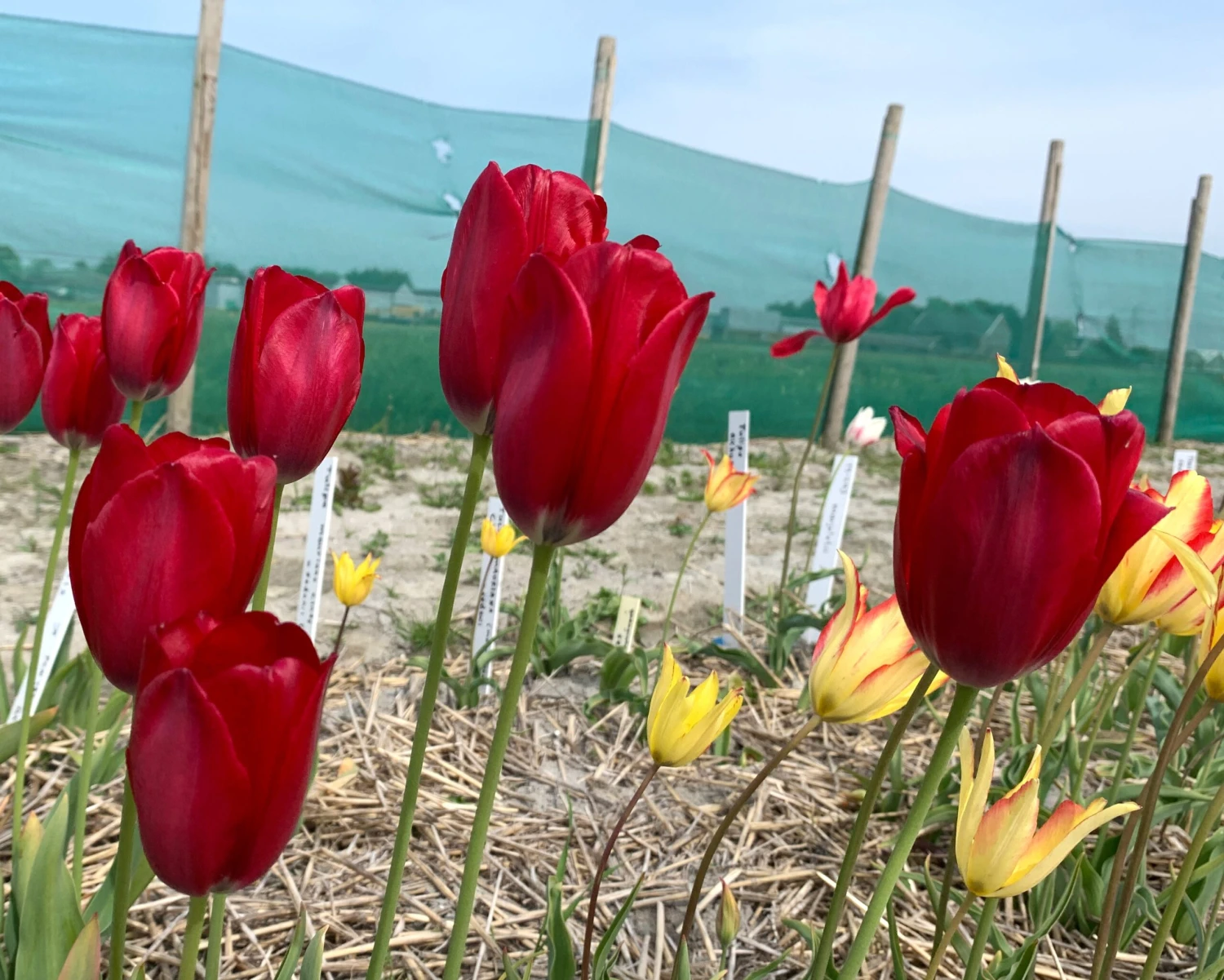 Tulip Aximensis 4 Tulip Aximensis - Image 2