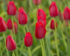 Tulip Aximensis 16 Tulip Aximensis -Beauty Flowers Shop tulip aximensis 3