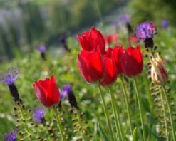 Tulip Aximensis 18 Tulip Aximensis -Beauty Flowers Shop tulip aximensis 5