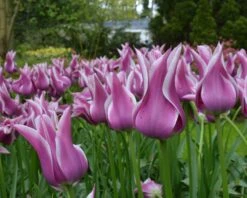 Tulip 'Ballade' 14 Tulip 'Ballade' -Beauty Flowers Shop tulip ballade 1