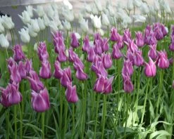 Tulip 'Ballade' 11 Tulip 'Ballade' -Beauty Flowers Shop tulip ballade 2