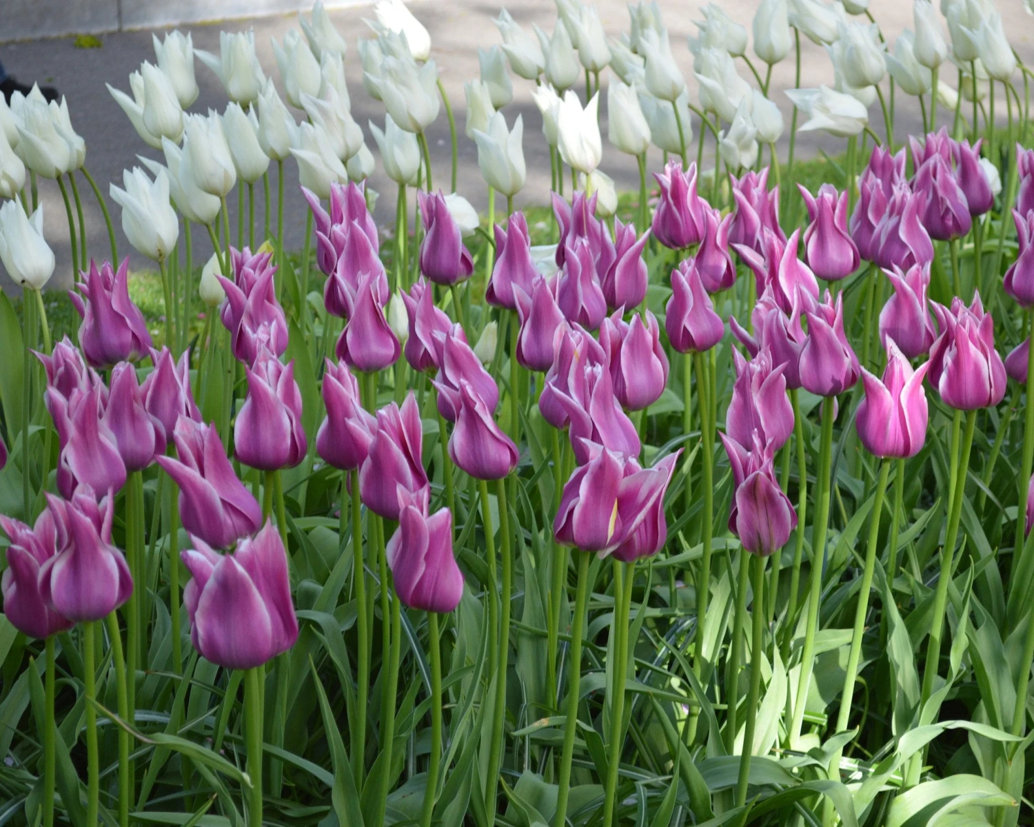 Tulip 'Ballade' 5 Tulip 'Ballade' - Image 3