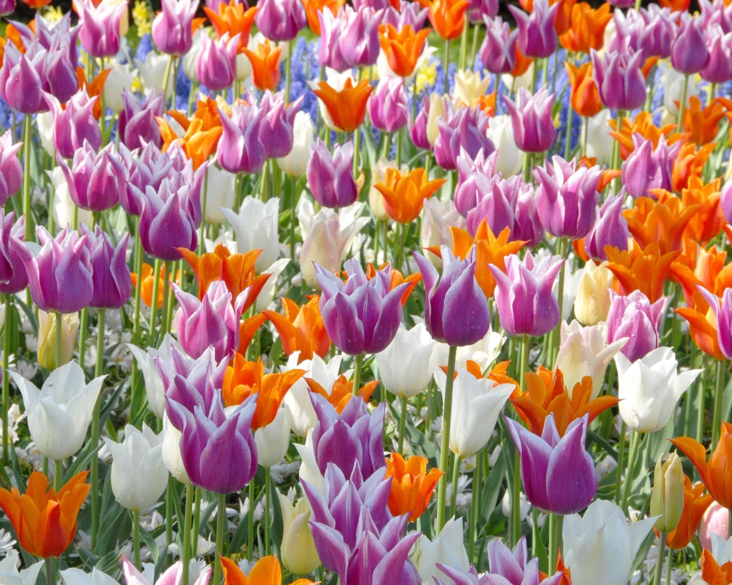 Tulip 'Ballade' 7 Tulip 'Ballade' - Image 5