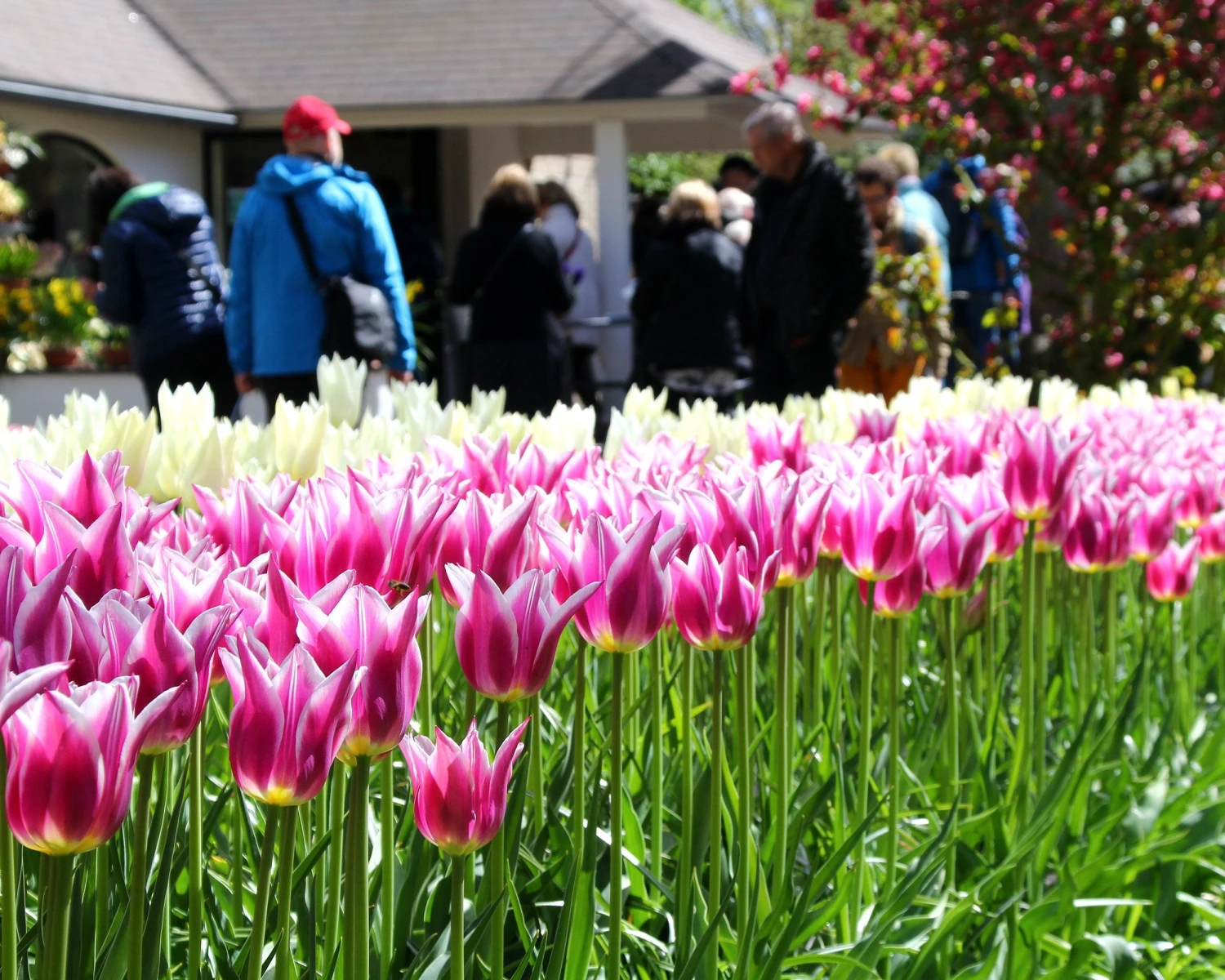 Tulip 'Ballade' 9 Tulip 'Ballade' - Image 7