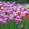 Tulip 'Ballade' 1 Tulip 'Ballade' -Beauty Flowers Shop tulip ballade 4