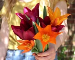 Tulip 'Ballerina' 19 Tulip 'Ballerina' -Beauty Flowers Shop tulip ballerina 0