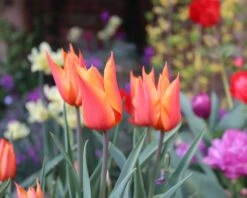 Tulip 'Ballerina' 14 Tulip 'Ballerina' -Beauty Flowers Shop tulip ballerina 00