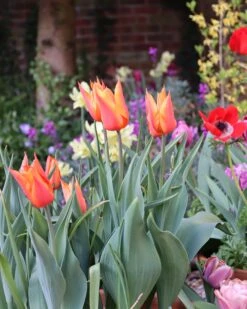 Tulip 'Ballerina' 21 Tulip 'Ballerina' -Beauty Flowers Shop tulip ballerina 01