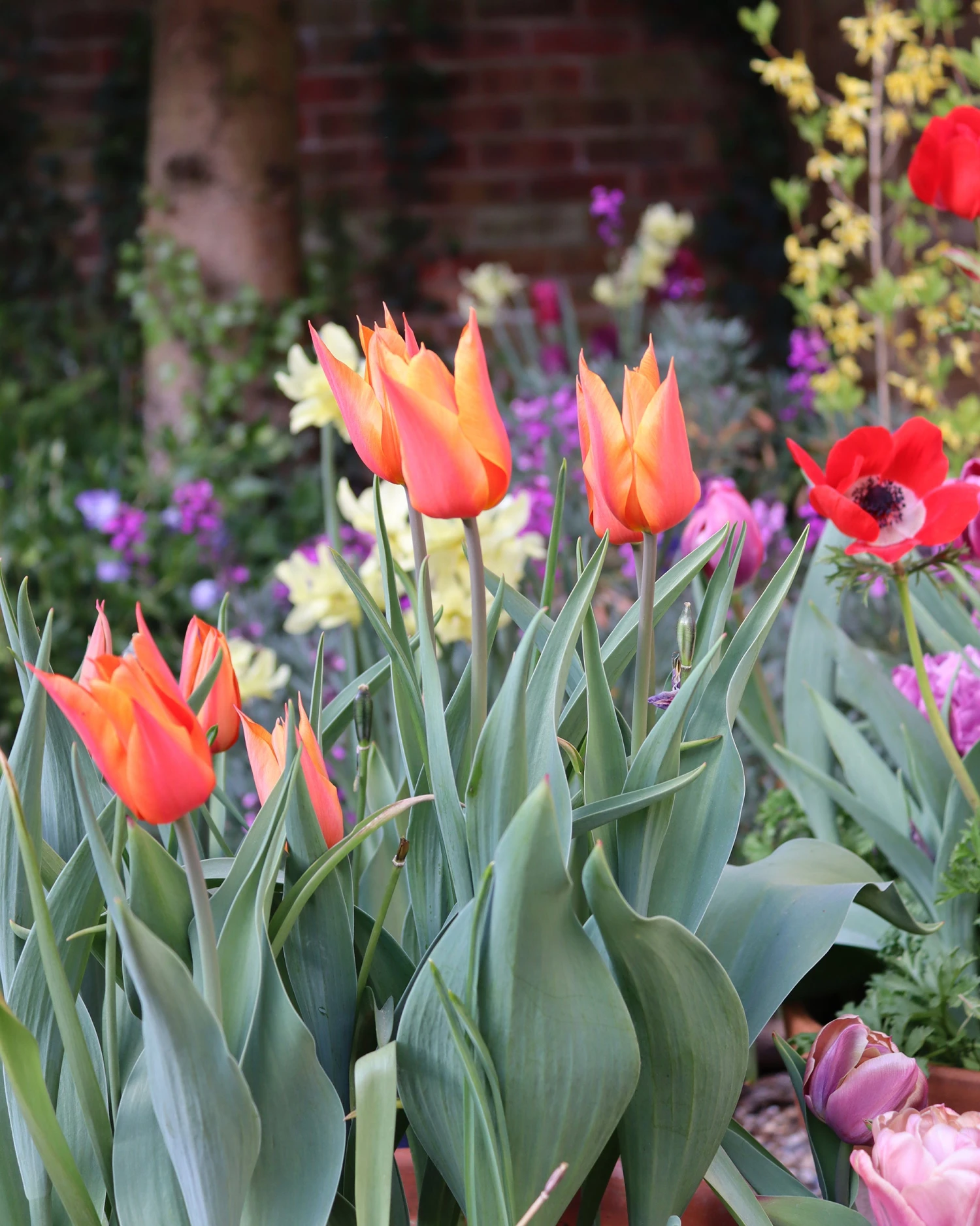 Tulip 'Ballerina' 12 Tulip 'Ballerina' - Image 10