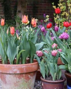 Tulip 'Ballerina' 16 Tulip 'Ballerina' -Beauty Flowers Shop tulip ballerina 02