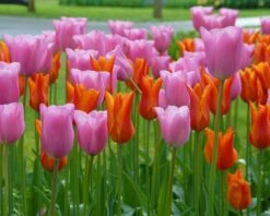 Tulip 'Ballerina' 18 Tulip 'Ballerina' -Beauty Flowers Shop tulip ballerina 4