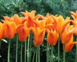 Tulip 'Ballerina' 17 Tulip 'Ballerina' -Beauty Flowers Shop tulip ballerina 5 76dd23f6 3651 40c2 91bd 0fe3701e7639