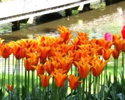 Tulip 'Ballerina' 20 Tulip 'Ballerina' -Beauty Flowers Shop tulip ballerina 6