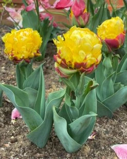 Tulip 'Ice Cream Banana' -Beauty Flowers Shop tulip banana ice cream