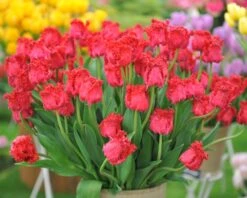 Tulip 'Barbados' 18 Tulip 'Barbados' -Beauty Flowers Shop tulip barbados 1