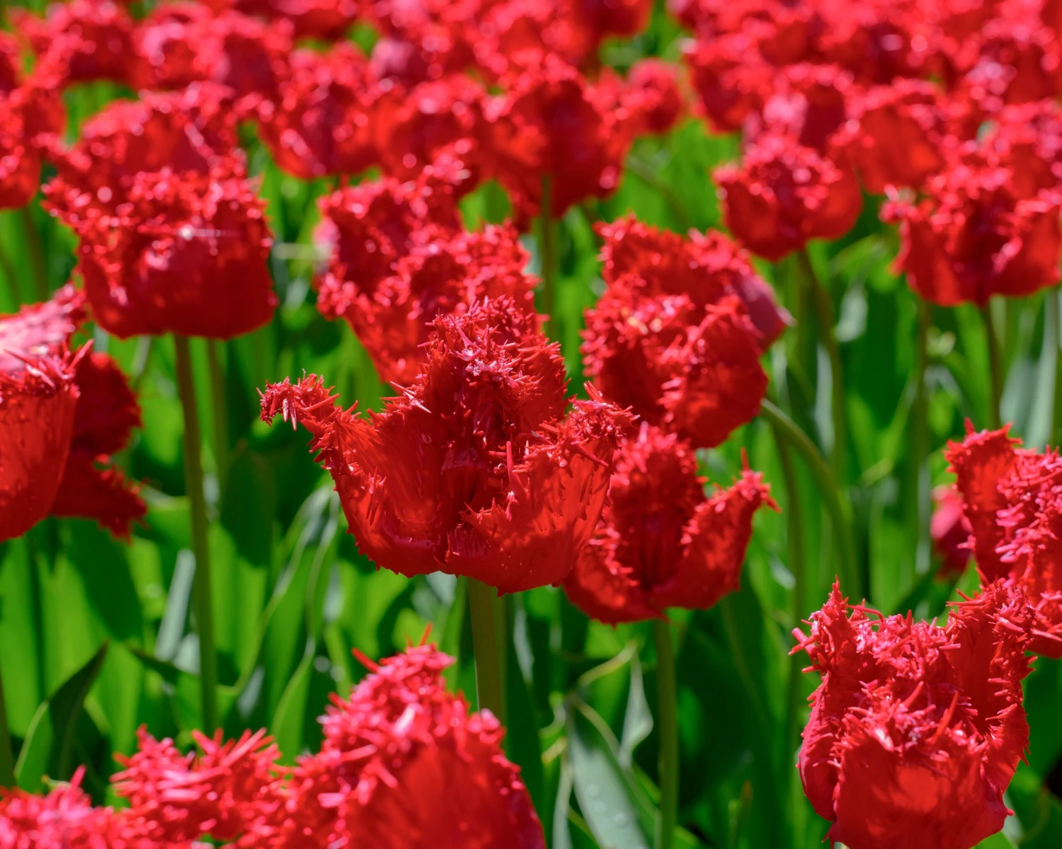 Tulip 'Barbados' 14 Tulip 'Barbados' - Image 12