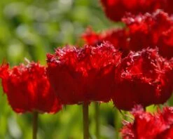 Tulip 'Barbados' 21 Tulip 'Barbados' -Beauty Flowers Shop tulip barbados 11