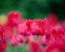 Tulip 'Barbados' 20 Tulip 'Barbados' -Beauty Flowers Shop tulip barbados 3