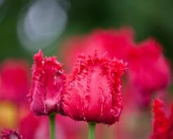 Tulip 'Barbados' 16 Tulip 'Barbados' -Beauty Flowers Shop tulip barbados 4