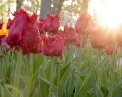 Tulip 'Barbados' 22 Tulip 'Barbados' -Beauty Flowers Shop tulip barbados 5