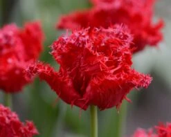 Tulip 'Barbados' 23 Tulip 'Barbados' -Beauty Flowers Shop tulip barbados 7