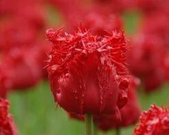 Tulip 'Barbados' 17 Tulip 'Barbados' -Beauty Flowers Shop tulip barbados 8