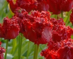 Tulip 'Barbados' 24 Tulip 'Barbados' -Beauty Flowers Shop tulip barbados 9