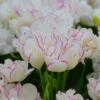 Tulip 'Belicia' -Beauty Flowers Shop tulip belicia 1