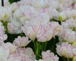 Tulip 'Belicia' 16 Tulip 'Belicia' -Beauty Flowers Shop tulip belicia 2