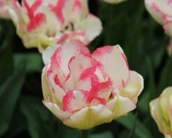Tulip 'Belicia' 19 Tulip 'Belicia' -Beauty Flowers Shop tulip belicia 4