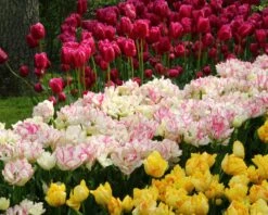 Tulip 'Belicia' 18 Tulip 'Belicia' -Beauty Flowers Shop tulip belicia 4 ff9d3475 810c 4b13 a9f9 bc1f620a54bd